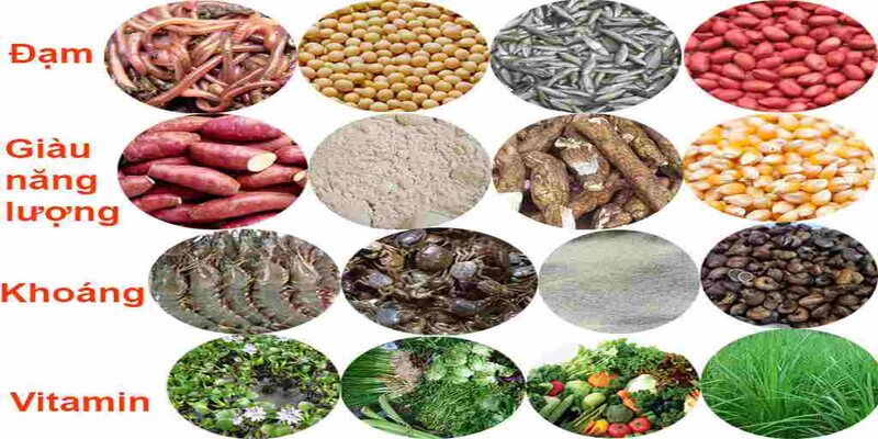 Thức Ăn Cho Gà Đá - Yếu Tố Quyết Định Chiến Kê Giỏi 3 Một số thành phần chính và tác dụng của chúng trong chế độ thức ăn cho gà đá