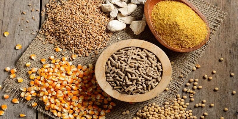 Vảy Gà Phủ Địa Và Những Thông Tin Kê Thủ Cần Nắm Rõ 4 Bổ sung đầy đủ nhóm chất cho gà chiến