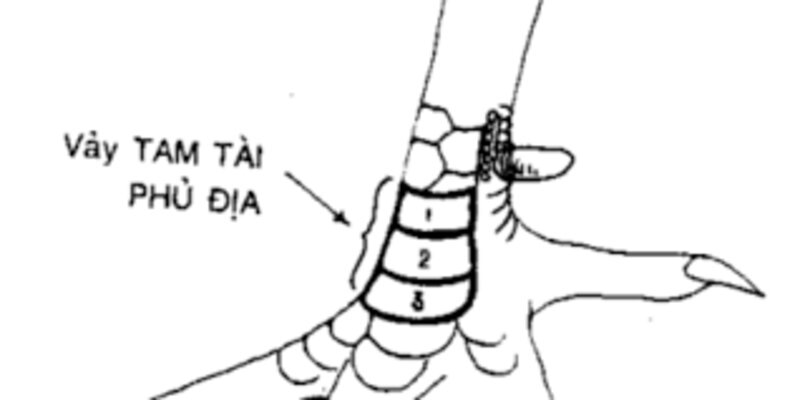 Vảy Gà Tam Tài - Bí Mật Đằng Sau Những Chiến Kê Vàng 4 Đặc điểm nhận diện vảy gà tam tài phủ địa