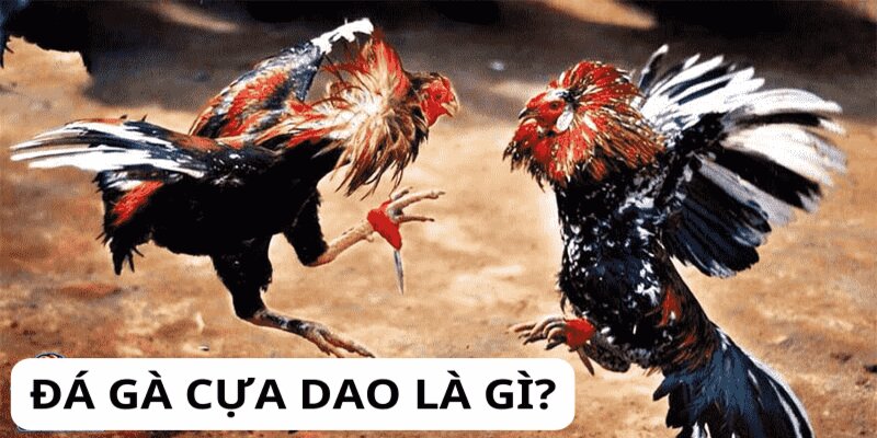 Đá Gà Cựa Dao - Sự Thu Hút Hấp Dẫn Trong Từng Trận Đấu 1 Tìm hiểu về đá gà cựa dao