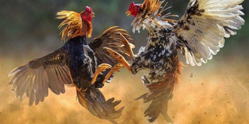 Vảy Gà Tam Tài - Bí Mật Đằng Sau Những Chiến Kê Vàng 5 Kinh nghiệm huấn luyện chiến kê có vảy tam tài