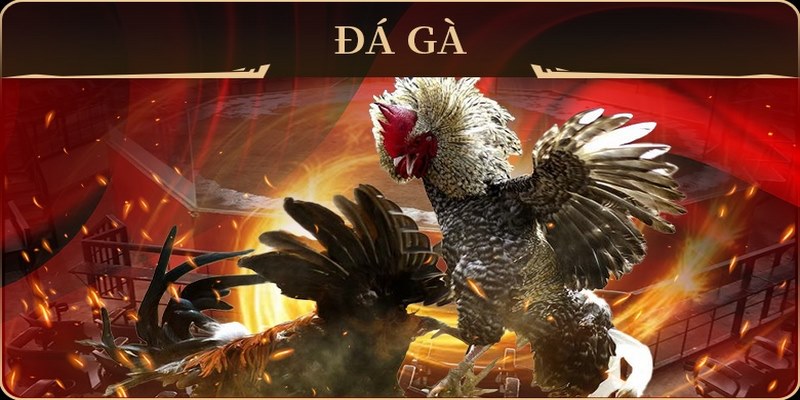 Đá Gà Savan - Hình Thức Cá Cược Đổi Thưởng Hấp Dẫn Số 1 4 Kinh nghiệm đá gà Savan bất bại