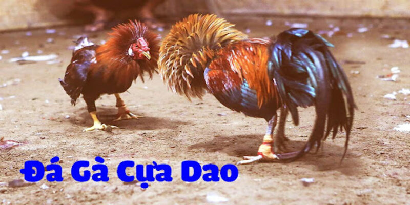 Đá Gà Cựa Dao - Sự Thu Hút Hấp Dẫn Trong Từng Trận Đấu 5 Một số lưu ý quan trọng khi tham gia đá gà cựa dao