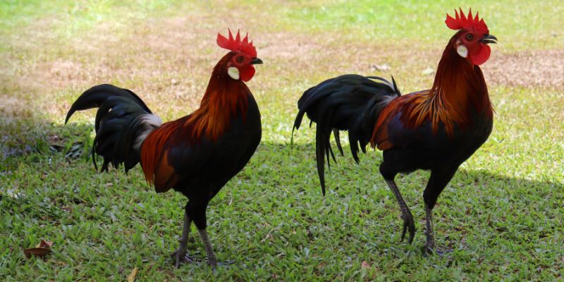 Xem Màu Gà Mạng Dựa Trên Ngũ Hành Cực Chuẩn Cho Sư Kê 1 Xem màu gà mạng và ảnh hưởng của ngũ hành