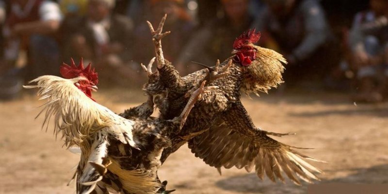 Đá Gà Thomo - Sân Chơi Đá Gà Đáng Trải Nghiệm Nhất 2026 1 Thông tin về đá gà Thomo