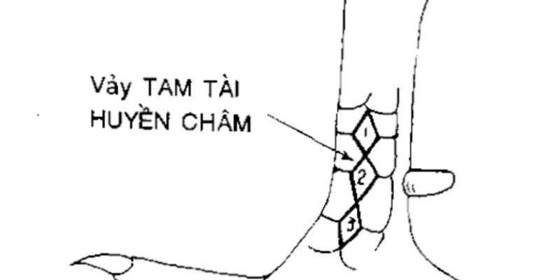 Vảy Gà Tam Tài - Bí Mật Đằng Sau Những Chiến Kê Vàng 2 Vảy gà tam tài huyền trâm xứng danh thần kê