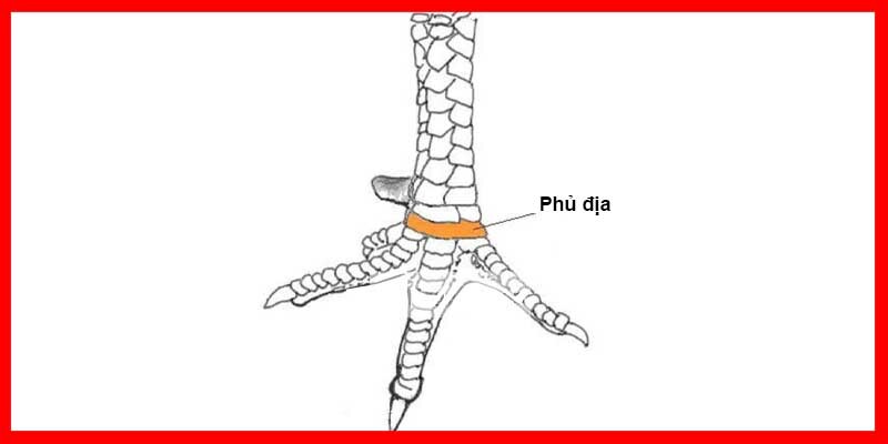 Vảy Gà Phủ Địa Và Những Thông Tin Kê Thủ Cần Nắm Rõ 2 Vảy Phủ Địa thường được quan tâm