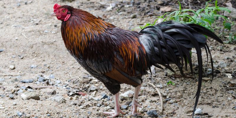 Xem Màu Gà Mạng Dựa Trên Ngũ Hành Cực Chuẩn Cho Sư Kê 3 Xem màu cho gà đá cực chuẩn từ những chuyên gia