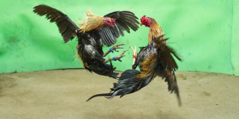 Xem Màu Gà Mạng Dựa Trên Ngũ Hành Cực Chuẩn Cho Sư Kê 4 Những màu gà hợp mệnh với nhau khi thi đấu